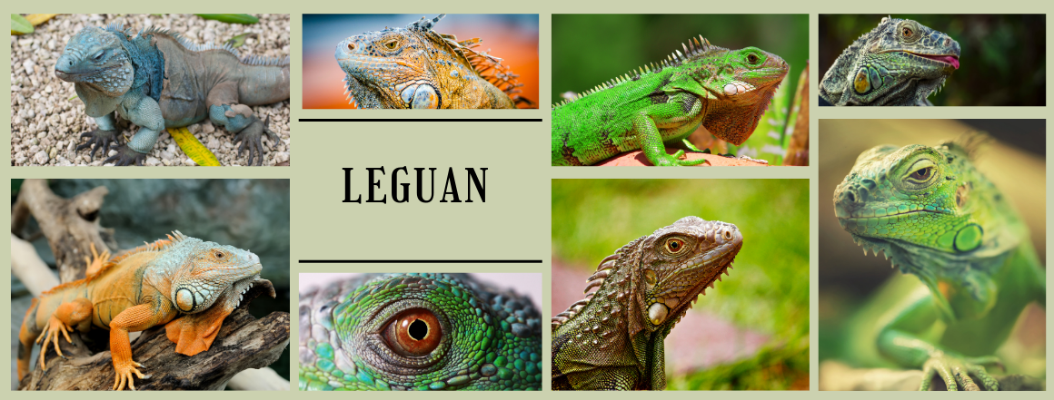 Banner Leguán