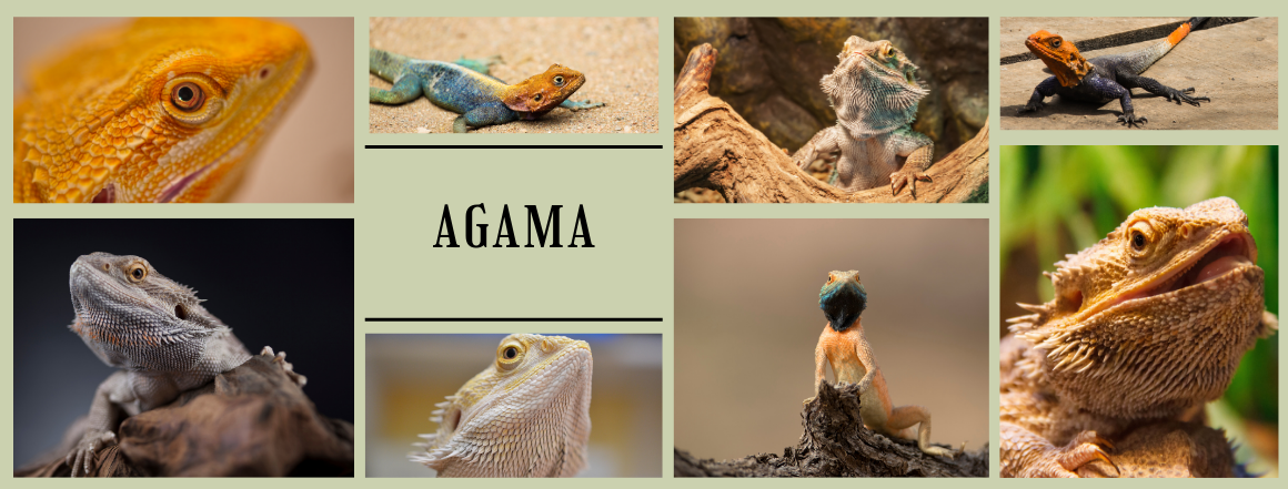Benner Agama