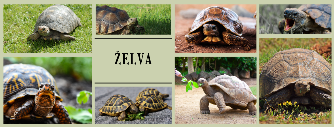 Banner Želva