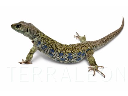 ještěrka perková 1