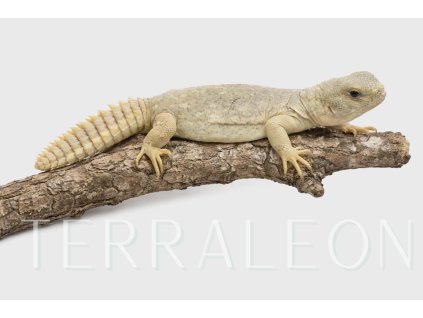 ae52bcad 0c7c 4bad 9cf6 74322166e62b