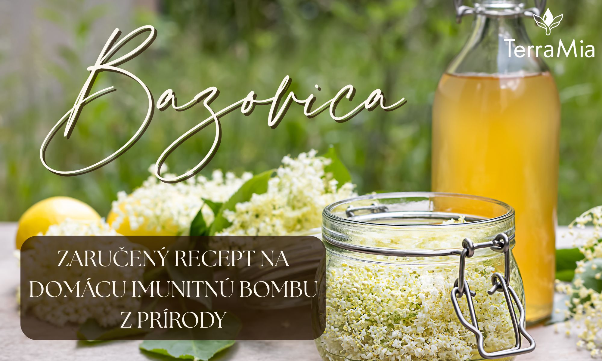 Bazovica – zaručený recept na domácu imunitnú bombu z prírody