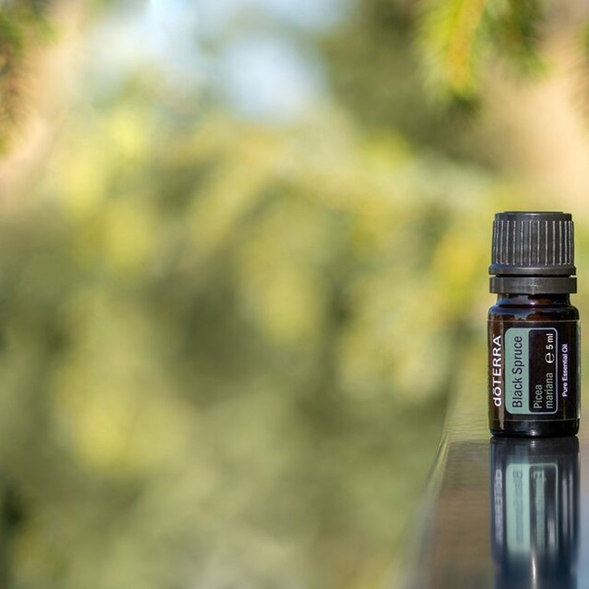Smrekový esenciálny olej doTERRA Black Spruce na pozadí lesa