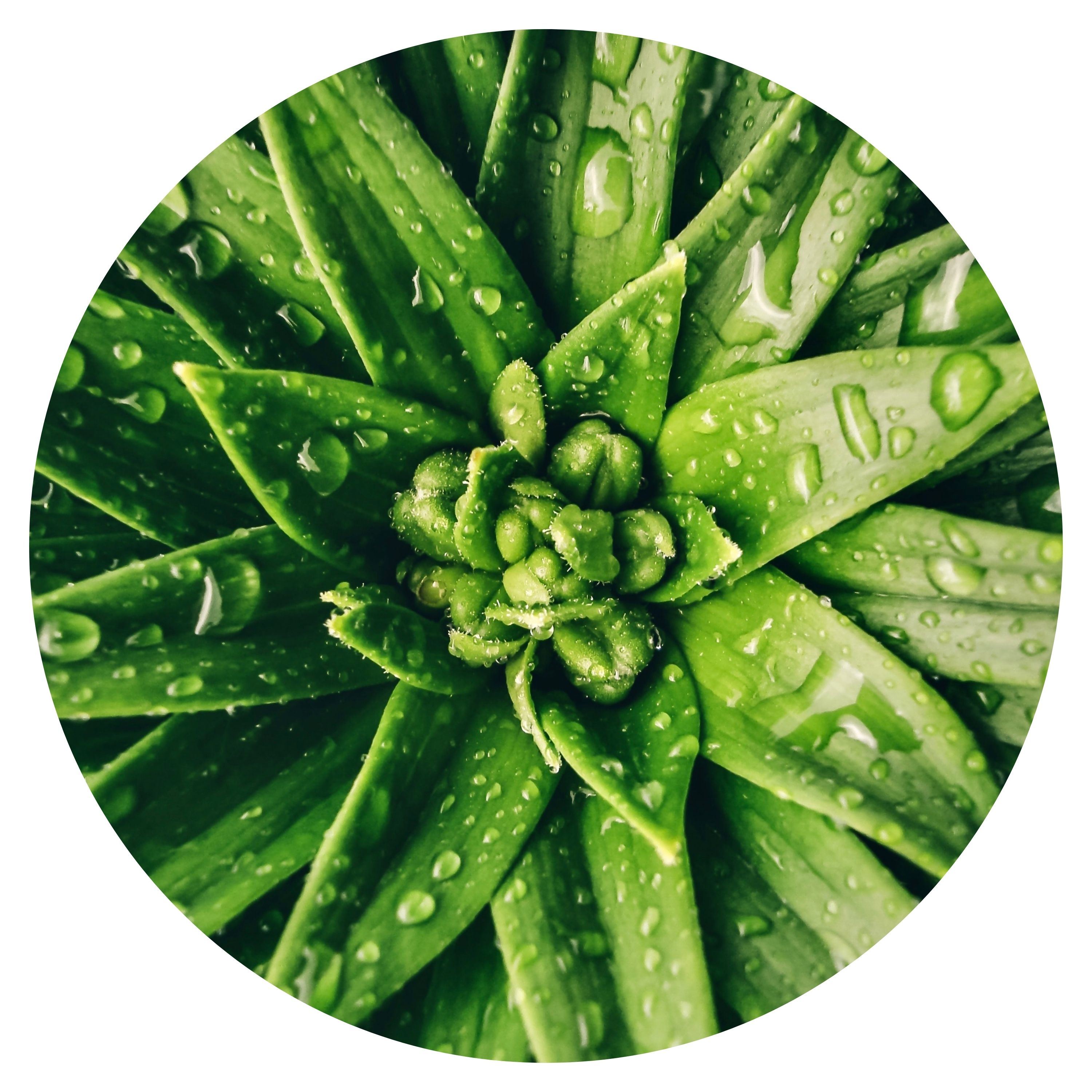 Aloe vera