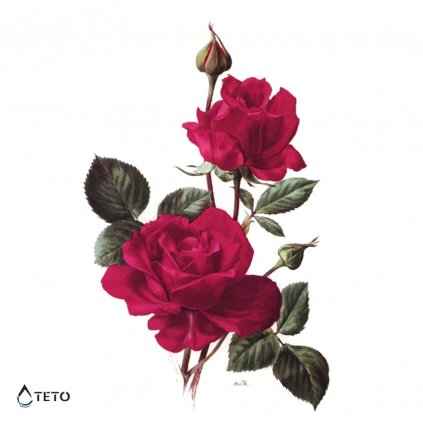 Roses