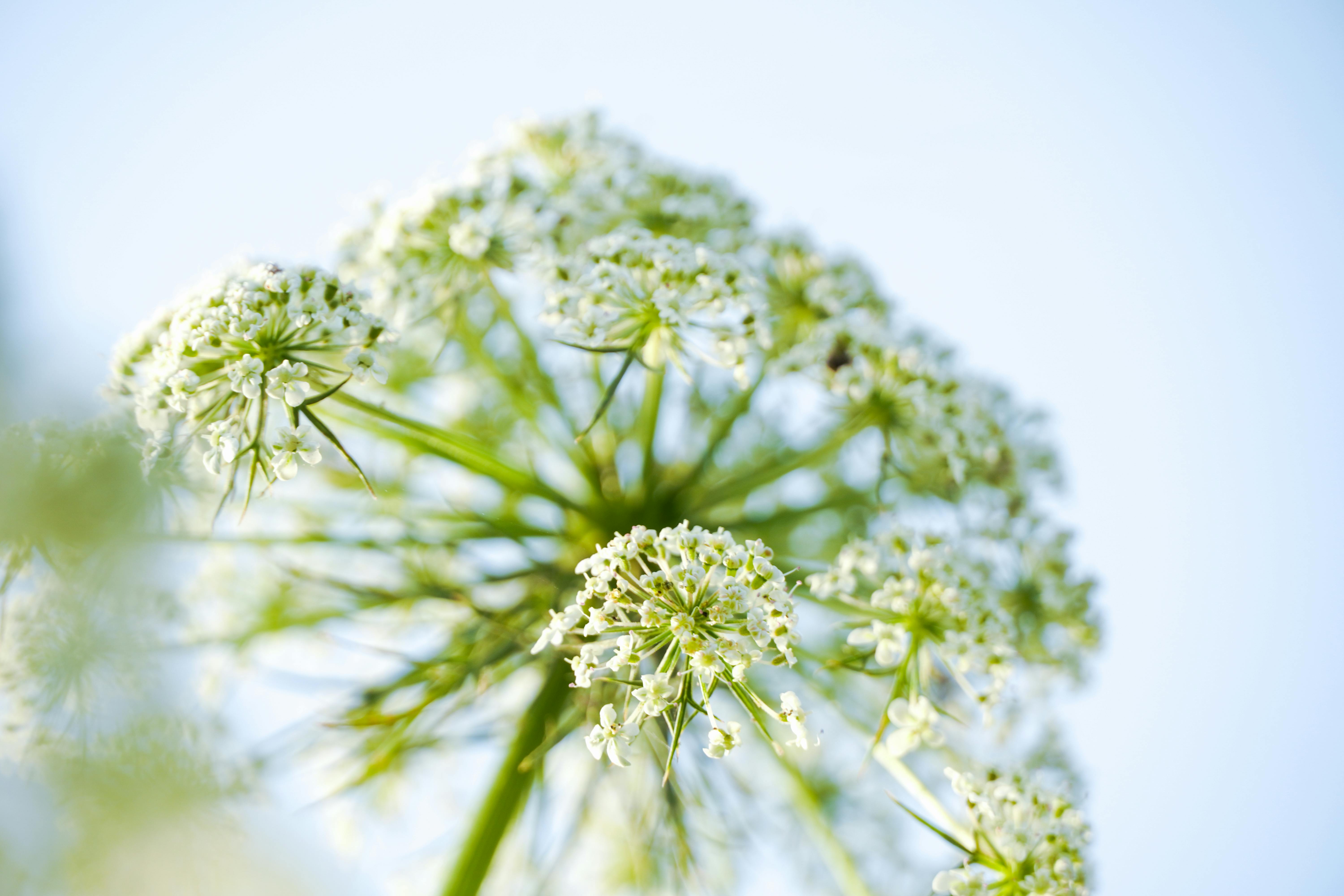 Angelica