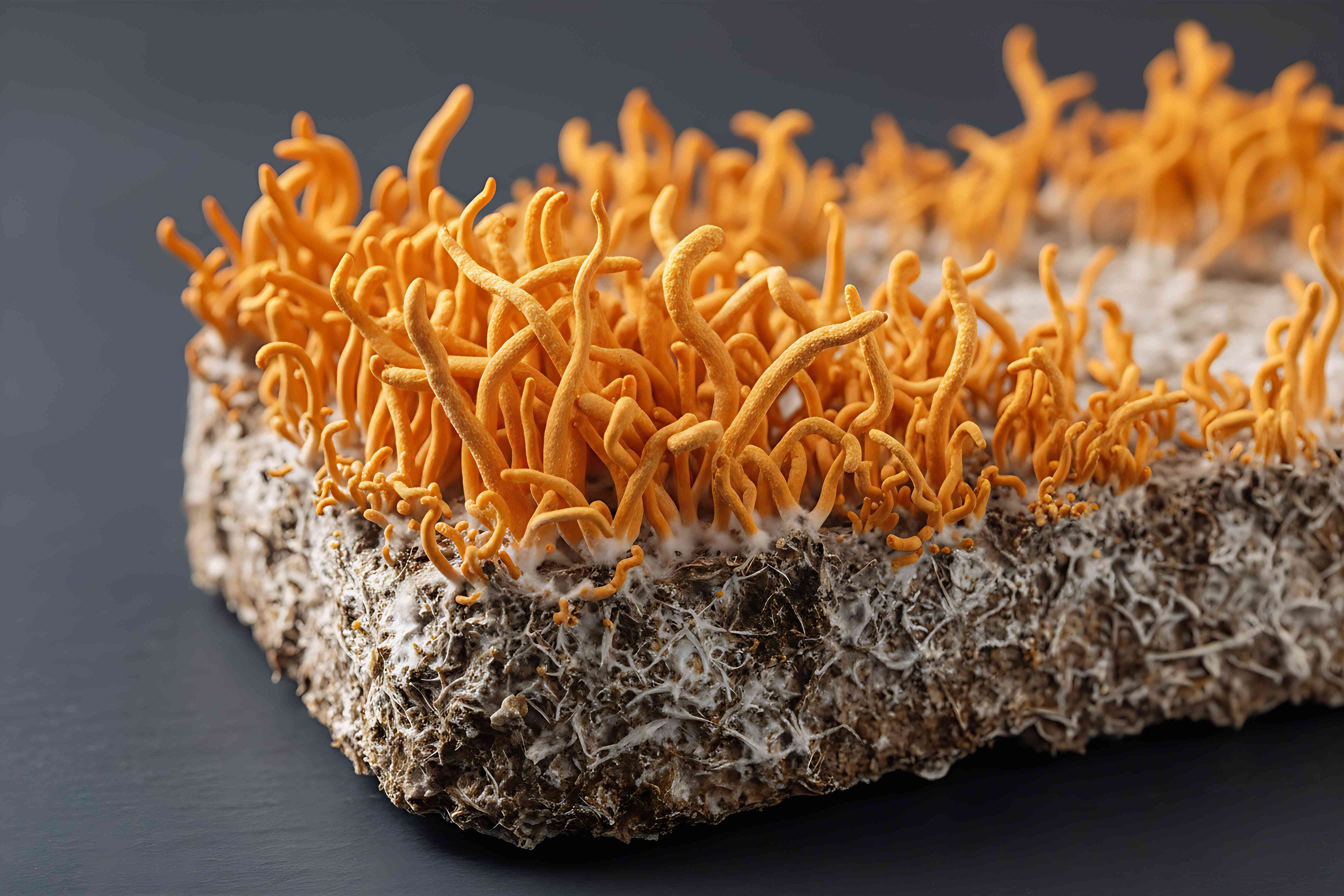 Cordyceps