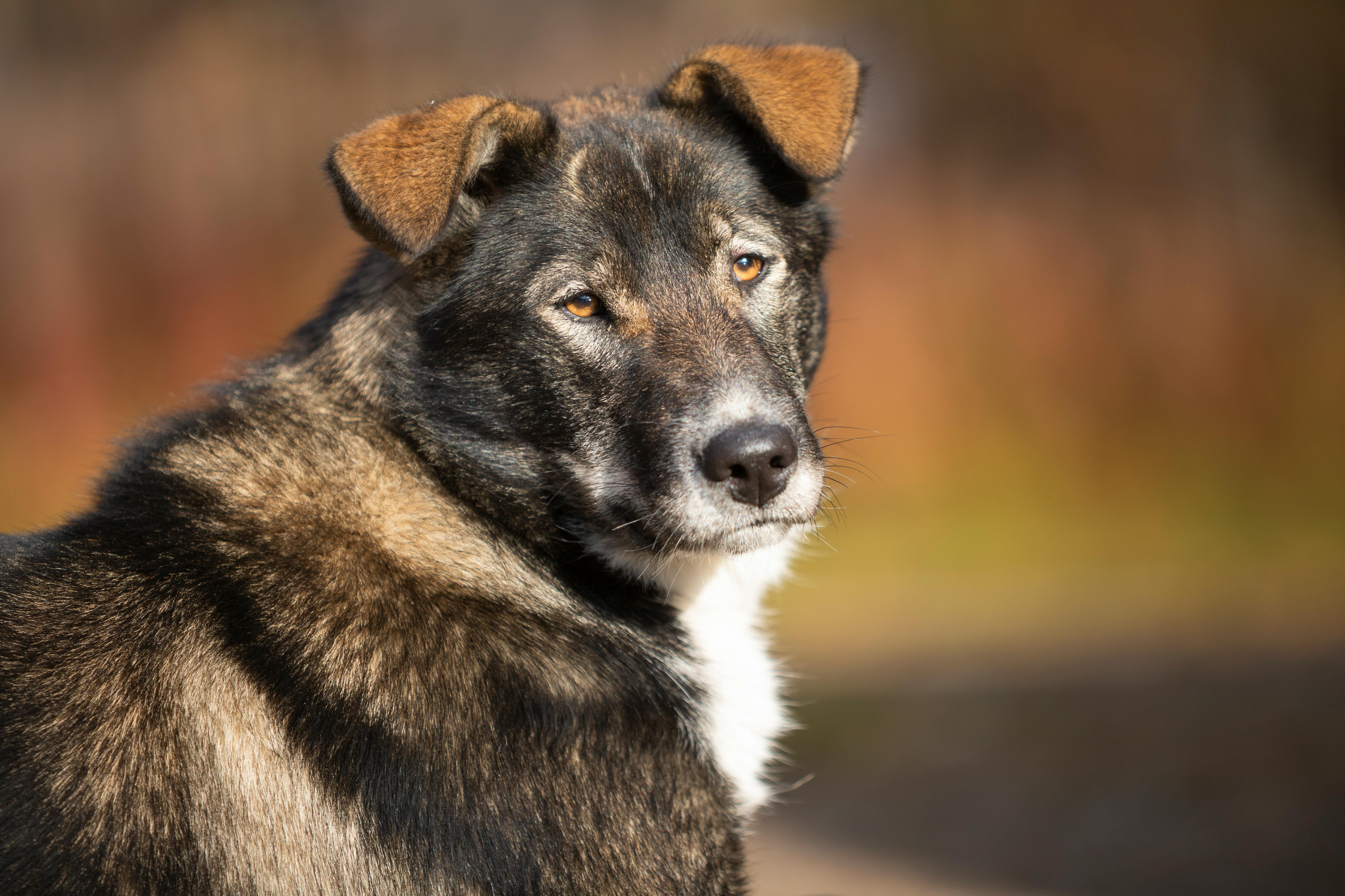 Pes DogoDigestive