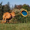 Létající disk pro psy AirDisc 24 cm Explorer Dog – pohled 3