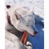 Himalájský sýrový pamlsek pro psy Explorer Dog – pohled 4