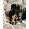 Žvýkací jelení paroh pro psy tvrdý Explorer Dog – pohled 2