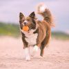 Míček pro psy AirBall Hroty 8 cm Explorer Dog – všechny barvy