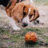 Míček pro psy AirBall Hroty 8 cm Explorer Dog – všechny barvy – pohled 5