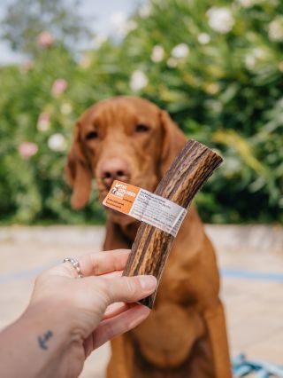 Chystáte se na dovolenou a potřebujete vašeho pejska na cestě zabavit? Zkraťte mu dlouhou chvíli s některým z našich...