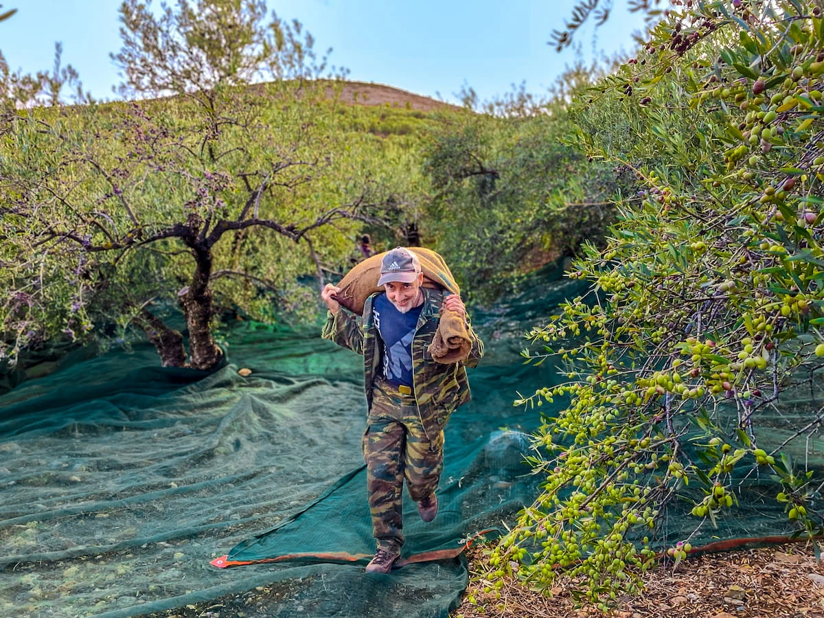 Letošní sklizeň oliv na výrobu olivového oleje THEIKOS