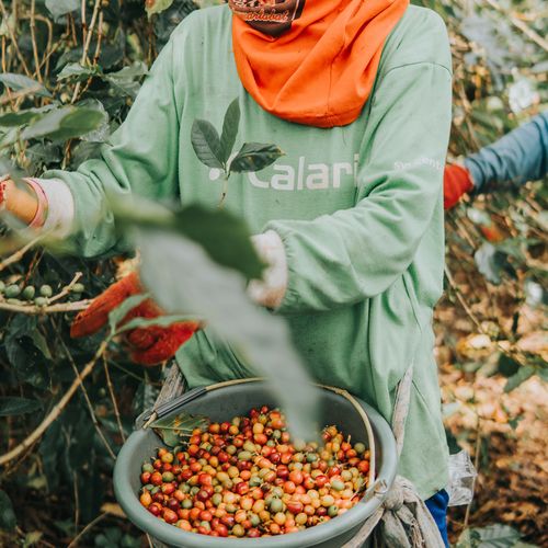 Picking coffee cherries