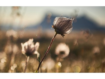 PŘÍSPĚVEK WEBINÁŘ KRÁSA BYTÍ thetadivine