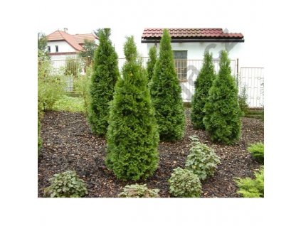 Thuja occidentalis Smaragd 195 - 220 cm