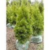 Thuja occidentalis Smaragd 200 - 220 cm
