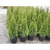 Thuja occidentalis Smaragd 200 - 220 cm