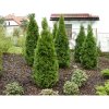 Thuja occidentalis Smaragd 200 - 220 cm