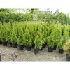 Thuja occidentalis Smaragd 180 - 200 cm