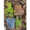 Thuja occidentalis Smaragd 20 - 30 cm