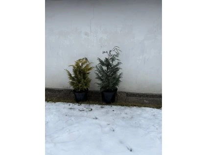 Cypřišek Lawsonův