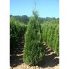 zerav zapadni thuja accidentalis holmstrup