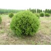 zerav zapadni thuja accidentalis globosa
