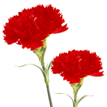 hiclipart.com-id_yifui