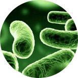 Biolin
