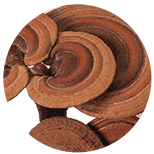 Lesklokorka-leskla-Ganoderma-lucidum-Lingzhi-Reishi