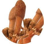 Cordyceps-housenice-cinska