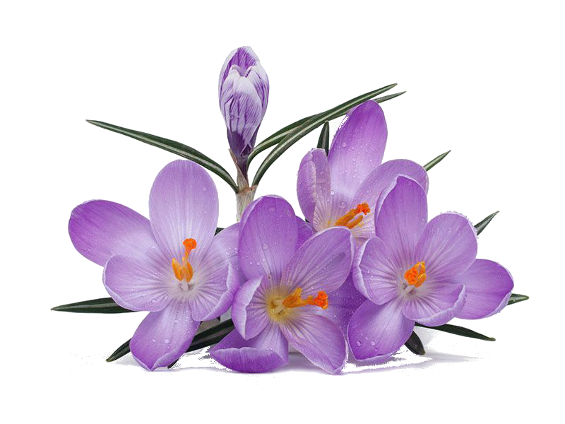 hiclipart.com-id_twjdi