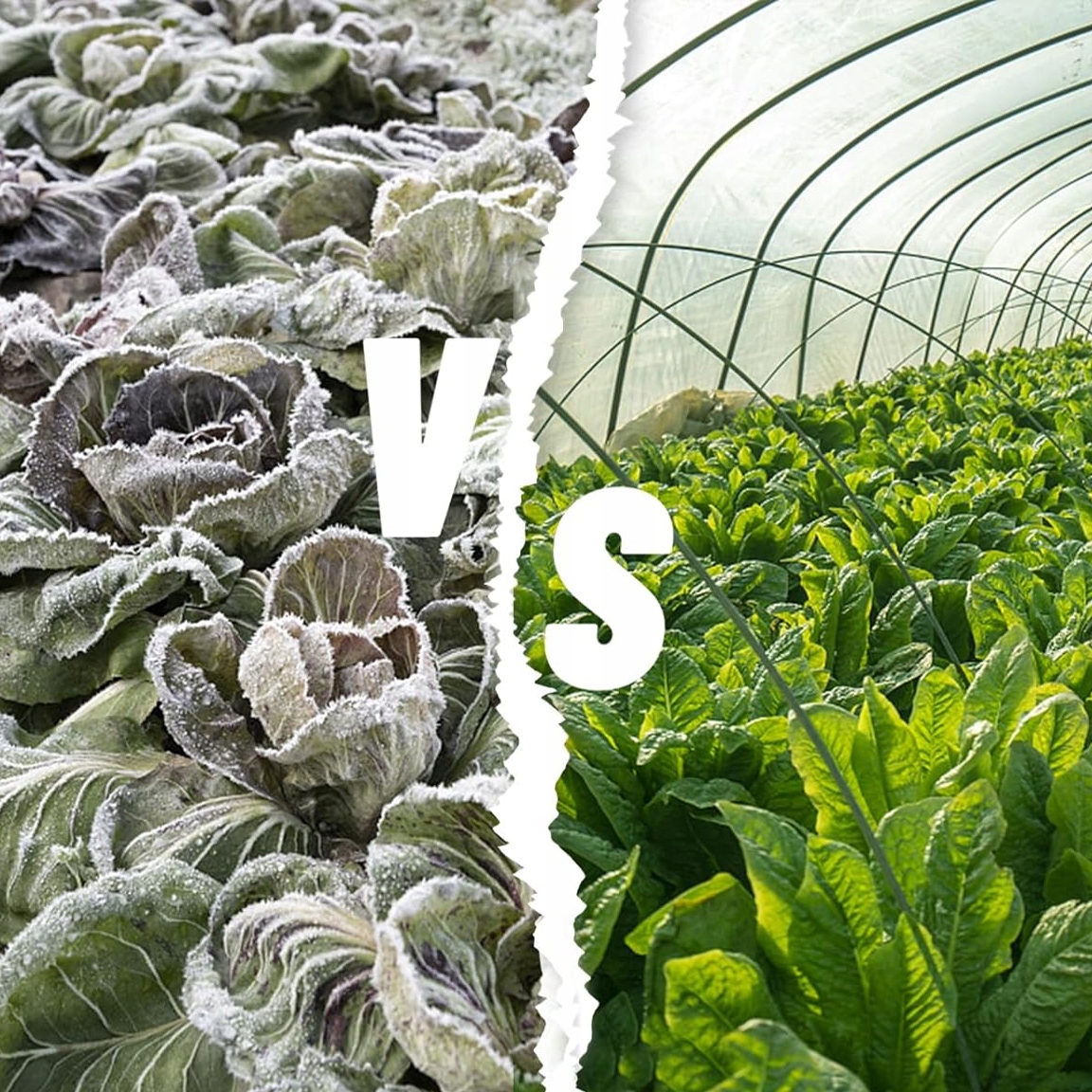 HRUBÁ AGROTEXTILIE BÍLÁ POKRÝVACÍ AGROTEXTILIE ZIMNÍ 3,2x20m 50g PREMIUM Výrobce JohnGreen