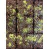 Moringa prášek 100% přírodní