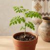 Moringa rostlinka 500 kb