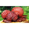 Reishi
