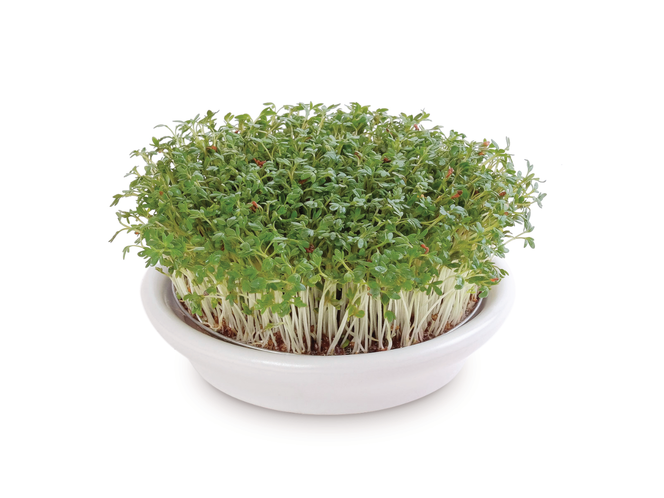 Jak na klíčení semínek a microgreens