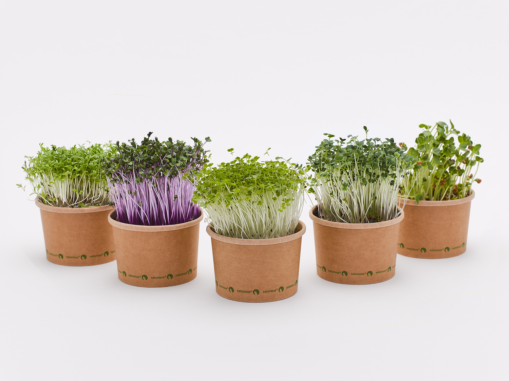 Co jsou to microgreens?