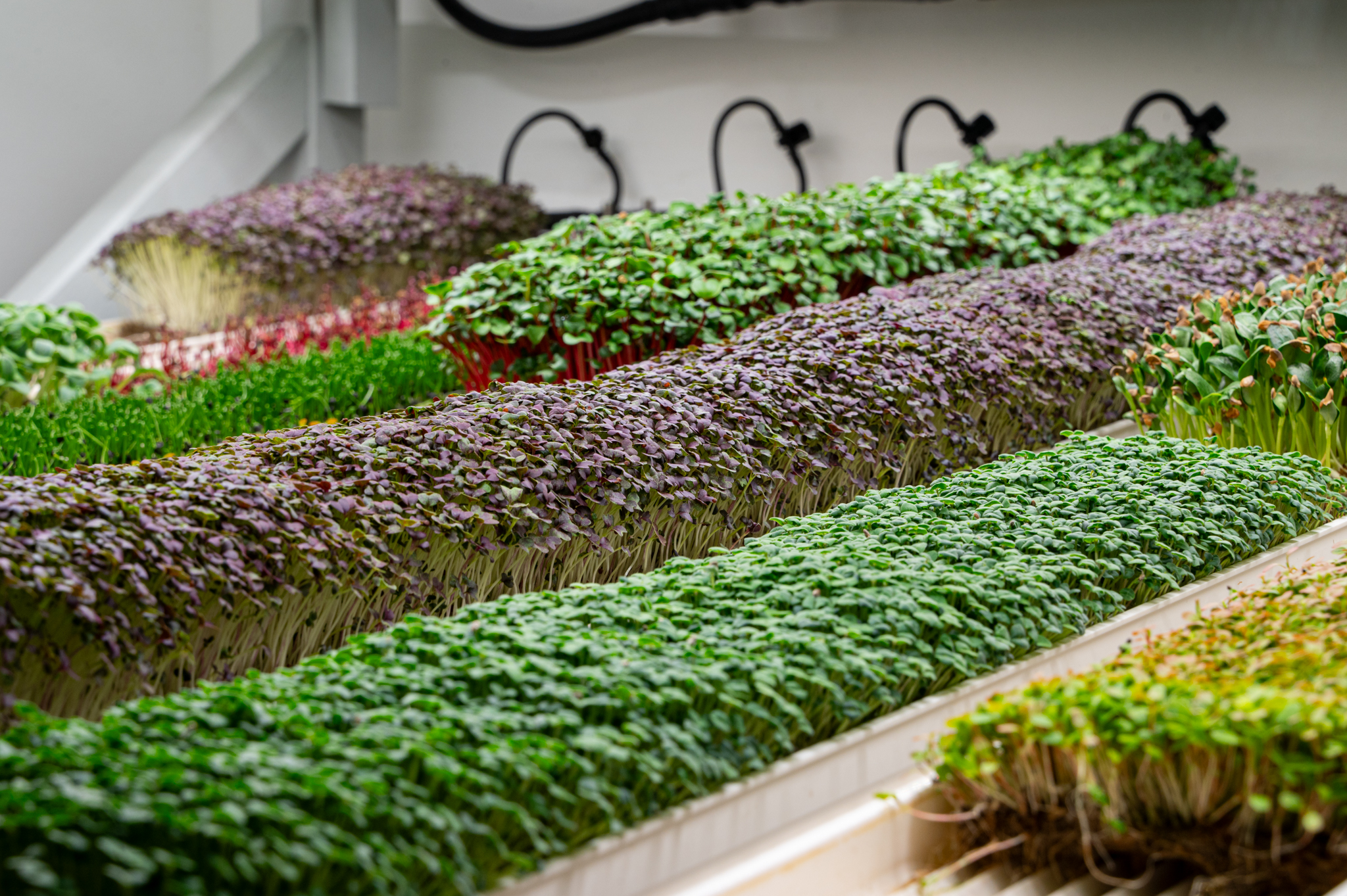 Microgreens: vitamíny a antioxidanty nabité výhonky