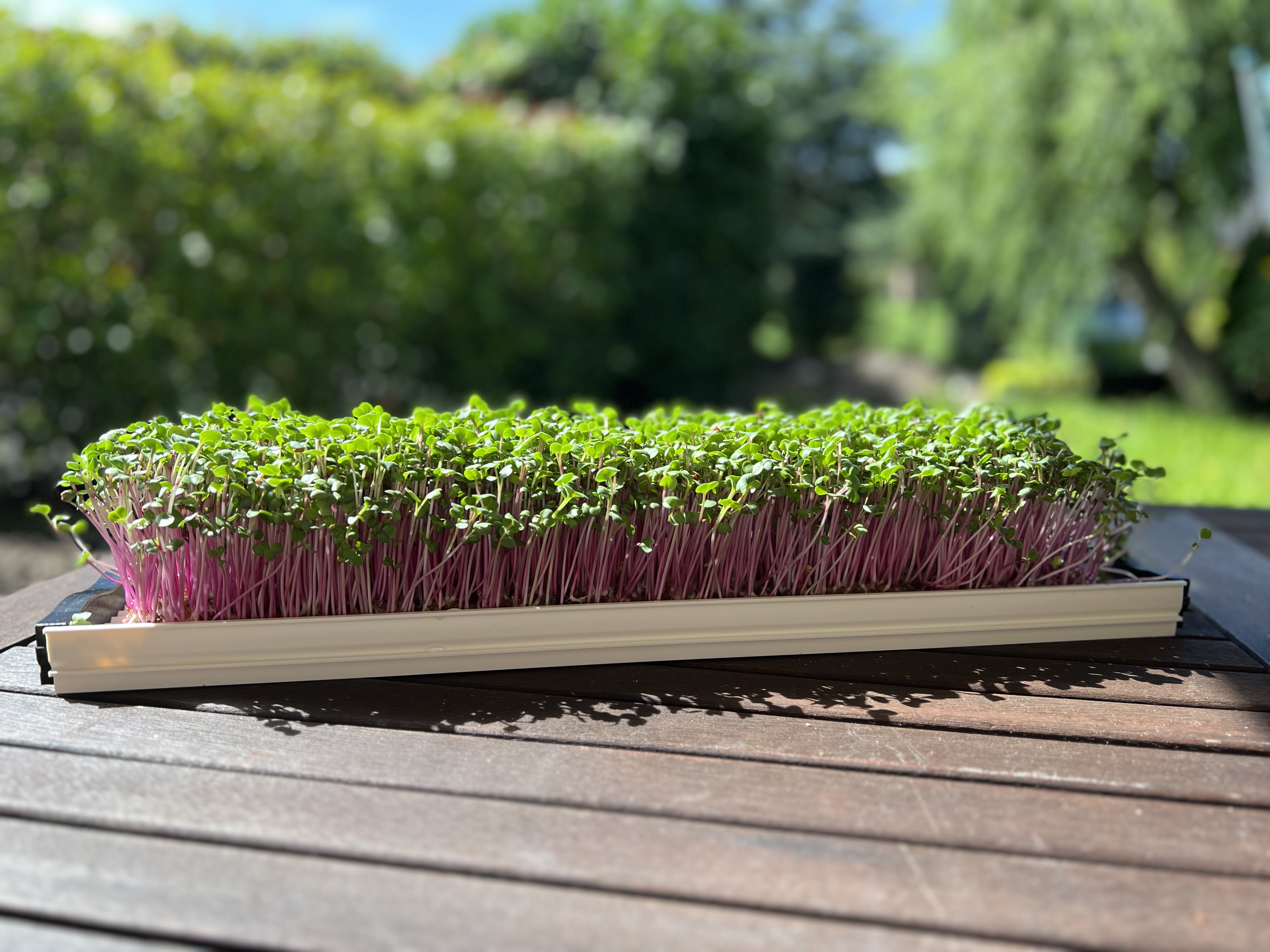 Jak pěstovat microgreens v pohodlí domova?