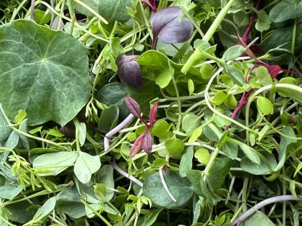 mix microgreens
