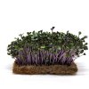 Červené zelí Scarlet - BIO semínka na klíčení a microgreens