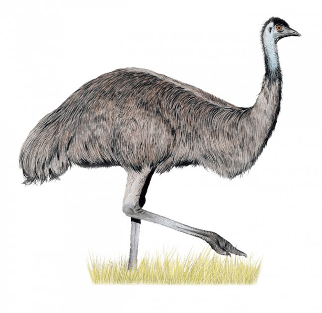 Mindok Na křídlech: Opeřená Oceánie Obrázek