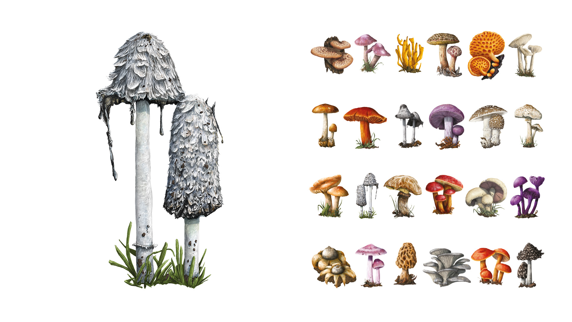 TLAMA games Podhoubí Obrázek