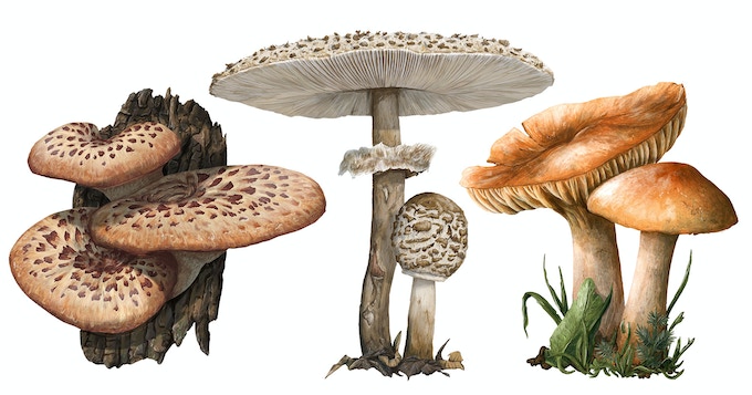 TLAMA games Podhoubí Obrázek