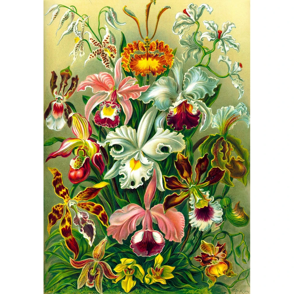 Good Loot GLO Imagination: Ernst Haeckel - Orchid / Orchidea Puzzles 1000 Obrázek