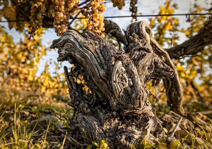 Old vine in the Hankova vineyard